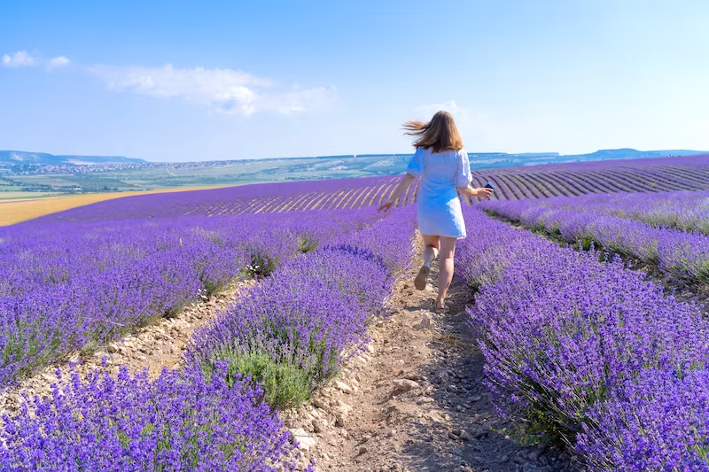 woman enjoying levander fields in summer