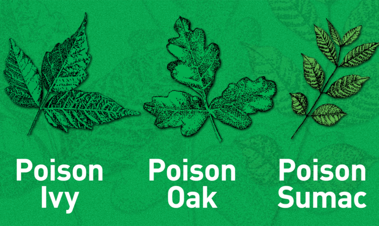 Understanding Poison Ivy, Oak, and Sumac Treatment: A Comprehensive Guide