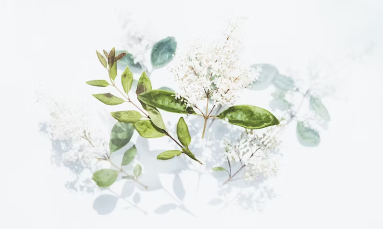 Unveiling Nature’s Medicine Cabinet: Navigating Herbal Remedies with Clarity