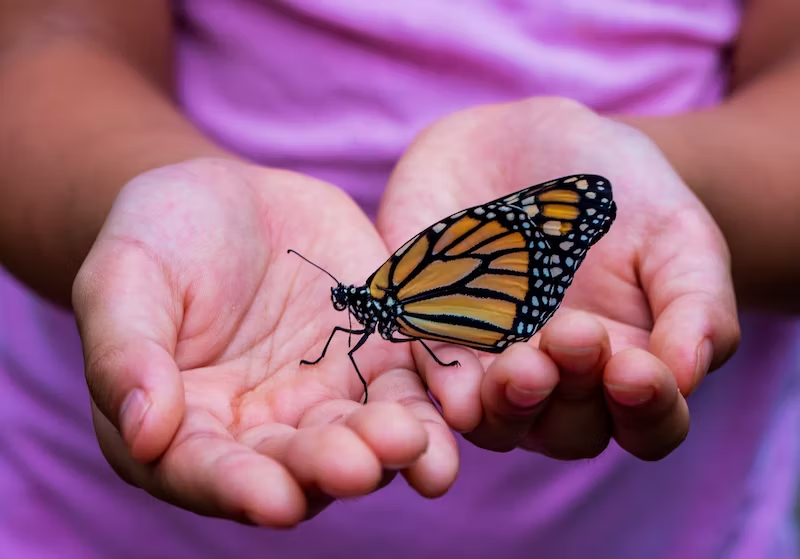 butrerfly in women hands