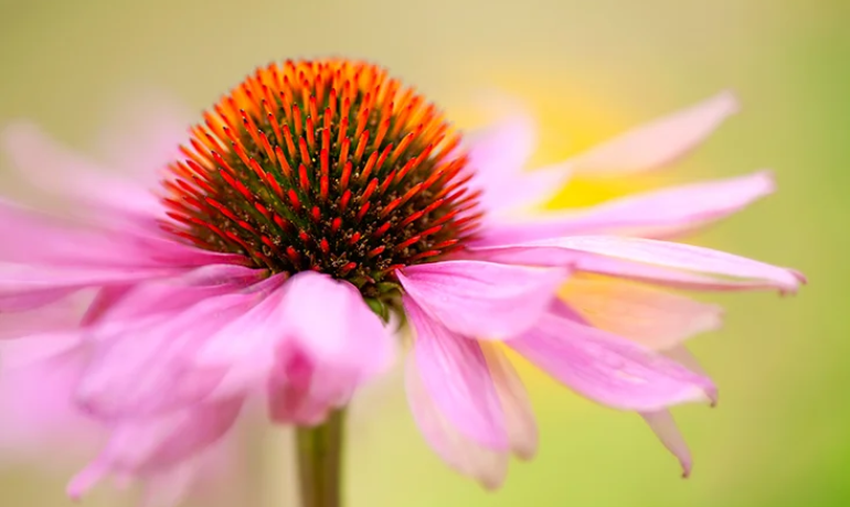 Holistic Use of Echinacea: Unlocking the Power of Nature’s Remedy